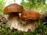 
							О сборе и заготовке грибов					